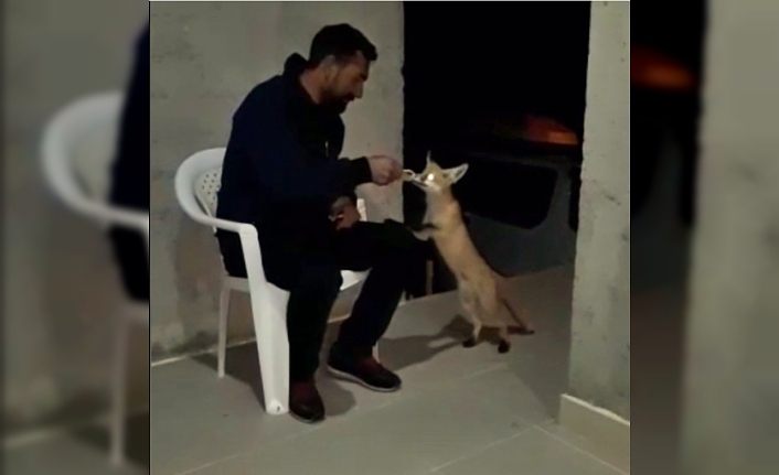Evine gelen tilkiyi eliyle besledi