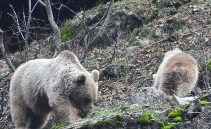 Kış uykusuna yatmayan ayı ve yavrusu görüntülendi
