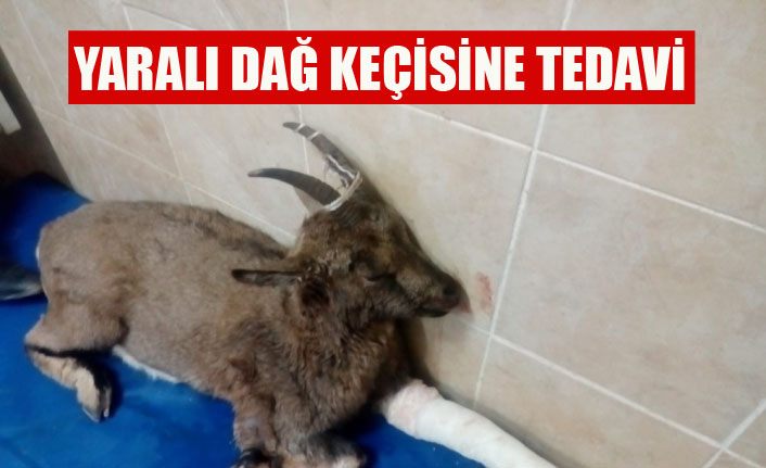 Yaralı dağ keçisine ‘Lokman Hekim’ şefkati