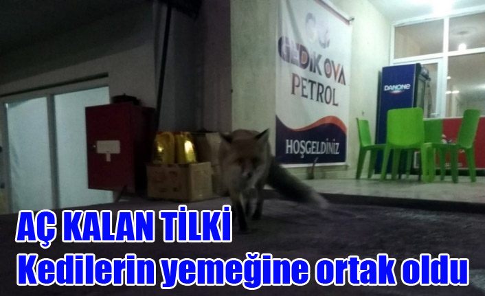 Aç kalan tilki, kedilerin yemeğine ortak oldu