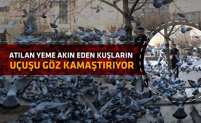 Atılan yeme akın eden kuşların uçuşu göz kamaştırıyor