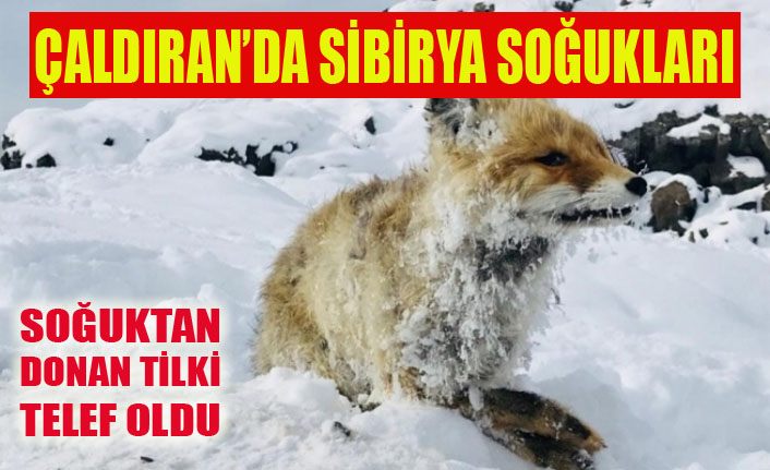 Çaldıran’da Sibirya soğukları tilkiyi telef etti