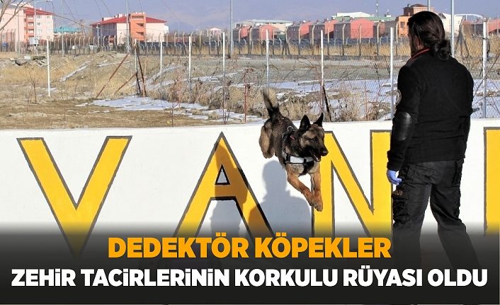Dedektör köpekler zehir tacirlerinin korkulu rüyası oldu