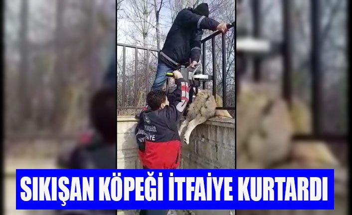 Demir parmaklıklarla sıkışan köpek, itfaiye tarafından kurtarıldı