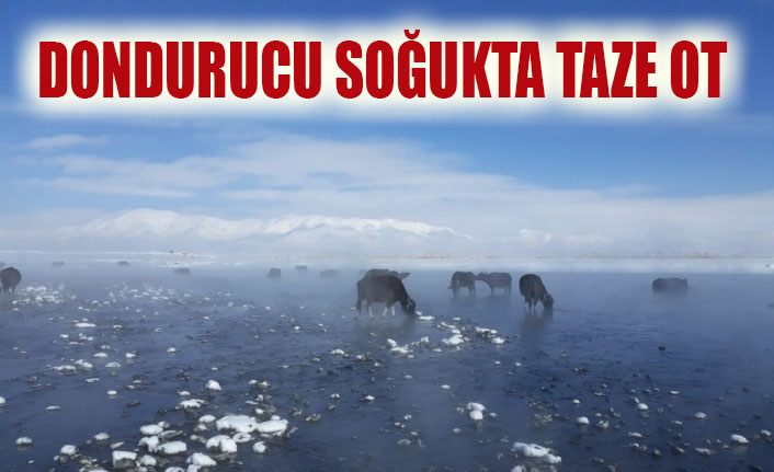 Dondurucu soğukta taze ot keyfi