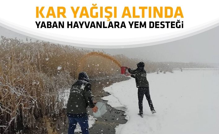 Kar yağışı altında yaban hayvanlara yem desteği