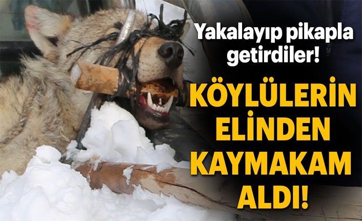 Köylülerin yakaladığı kurt, kaymakamın girişimleriyle doğaya bırakıldı