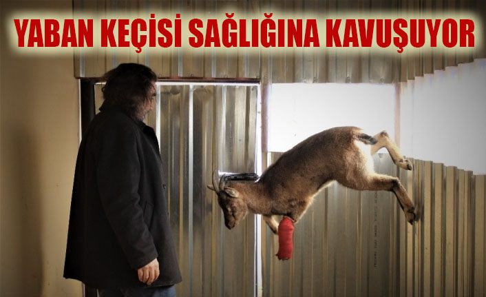 Polislerin kurtardığı yaban keçisi sağlığına kavuşuyor