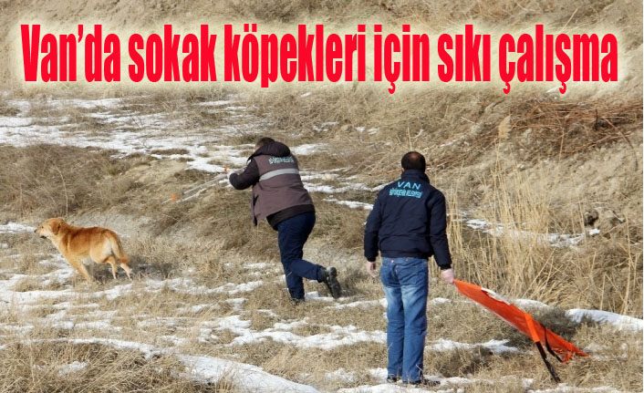 Van’da sokak köpekleri için sıkı çalışma