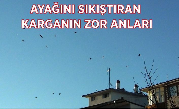 Ayağını sıkıştıran karganın zor anları