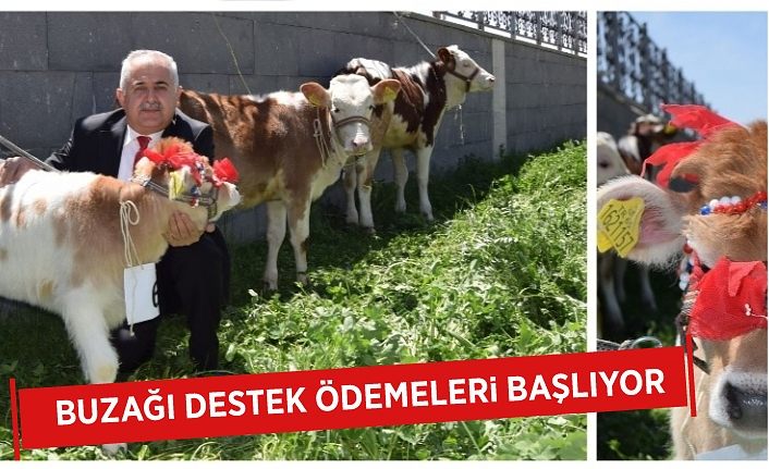 Buzağı destek ödemeleri başlıyor