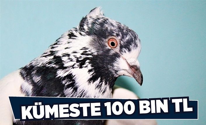 (Özel) Kümeste 100 bin TL