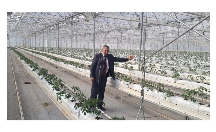 Sıfırdan başladı, yıllık 500 ton domates üretiyor