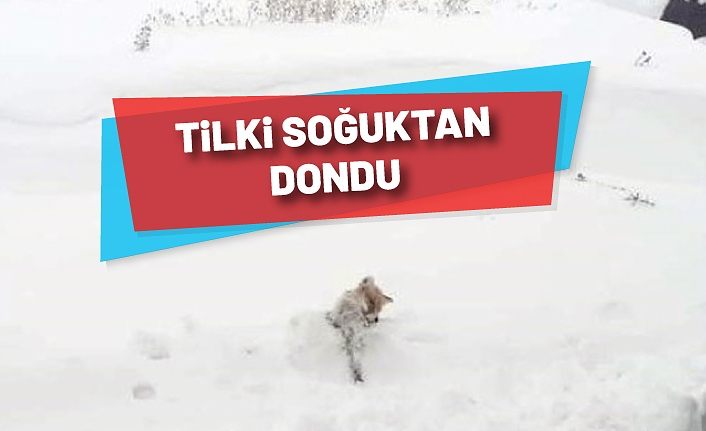 Tilki soğuktan dondu