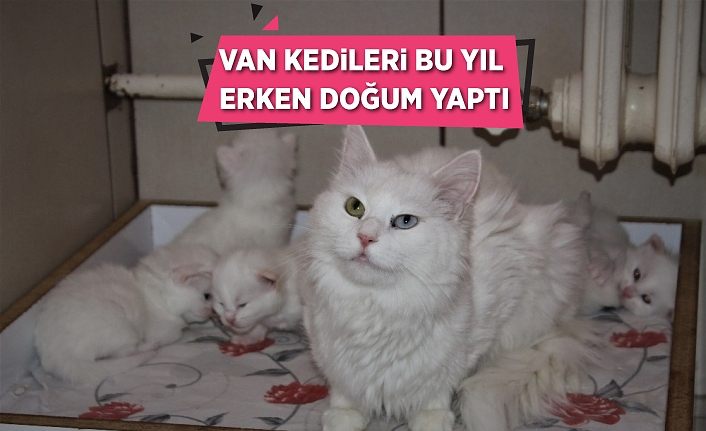 Van kedileri bu yıl erken doğum yaptı