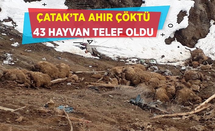 Çatak’ta ahır çöktü: 43 hayvan telef oldu