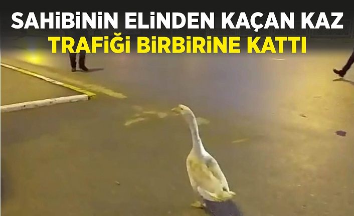 Sahibinin elinden kaçan kaz, trafiği birbirine kattı