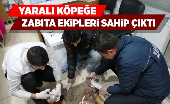 Yaralı köpeğe zabıta ekipleri sahip çıktı