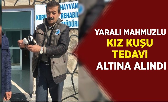 Yaralı mahmuzlu kız kuşu tedavi altına alındı