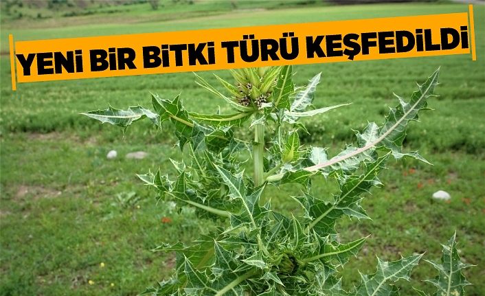 Yeni bir bitki türü keşfedildi