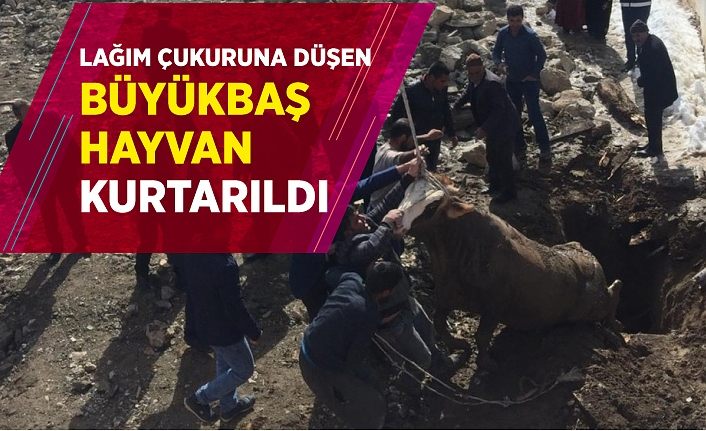 Lağım çukuruna düşen büyükbaş hayvan kurtarıldı