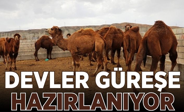 Şampiyon develer güreşe hazırlanıyor