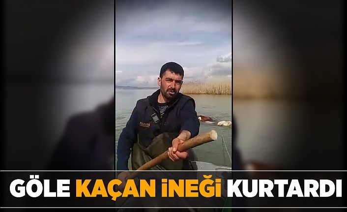Van’da göle kaçan ineği balıkçılar kurtardı