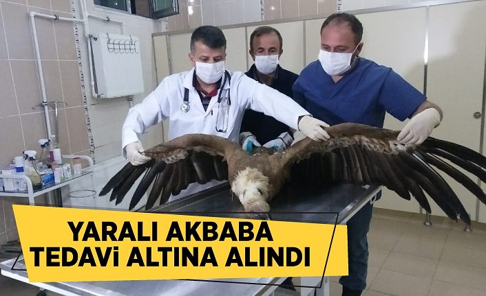 Yaralı Akbaba tedavi altına alındı