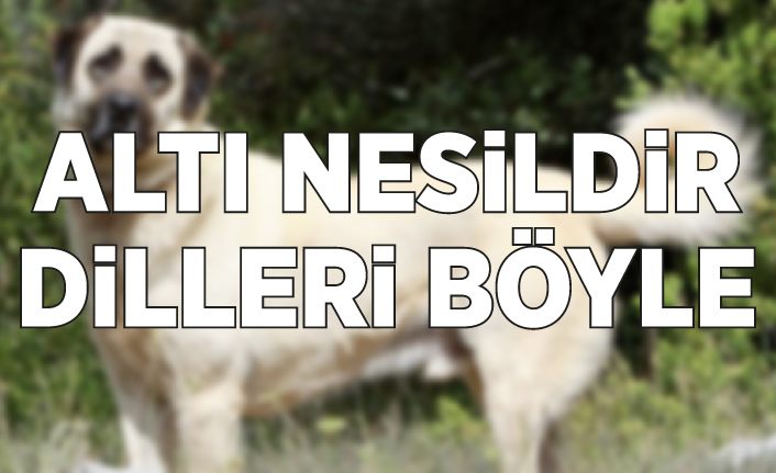 Altı nesildir dilleri böyle