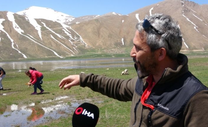 Bilim insanları Van’daki karayosunlarını araştırdı