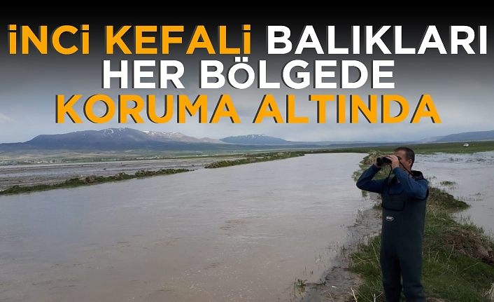 Erçek Gölü’ndeki inci kefali balıkları da korunuyor