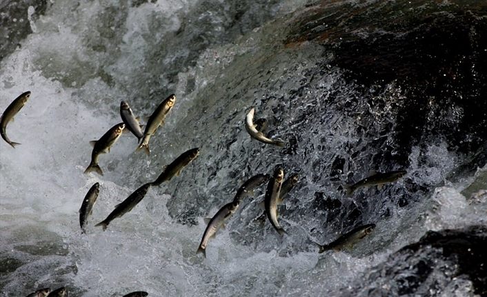Güvenlik güçleri uçan balıklar için seferber oldu
