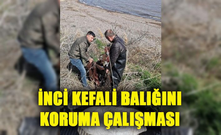 Jandarmadan İnci kefali balığını koruma çalışması