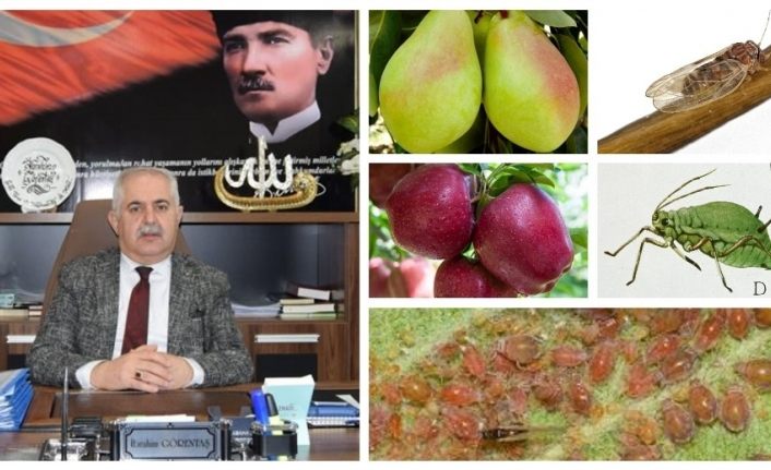 Müdür Görentaş, meyve üreticilerini uyardı