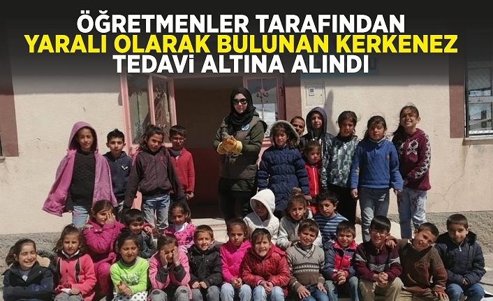 Öğretmenler tarafından yaralı olarak bulunan Kerkenez tedavi altına alındı