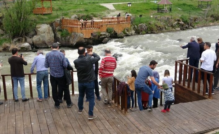Uçan balıkların muhteşem göçü