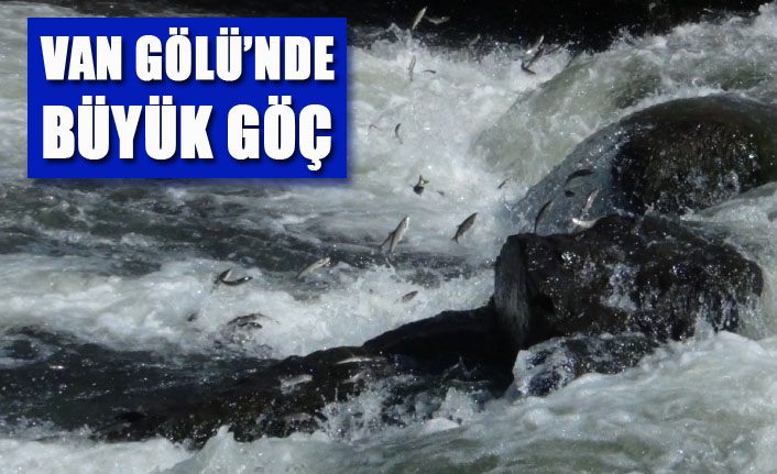 Van Gölü'nde büyük göç başladı