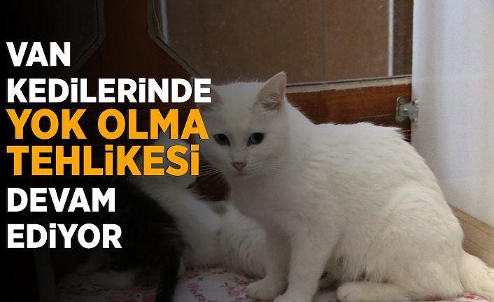 Van kedilerinde yok olma tehlikesi devam ediyor