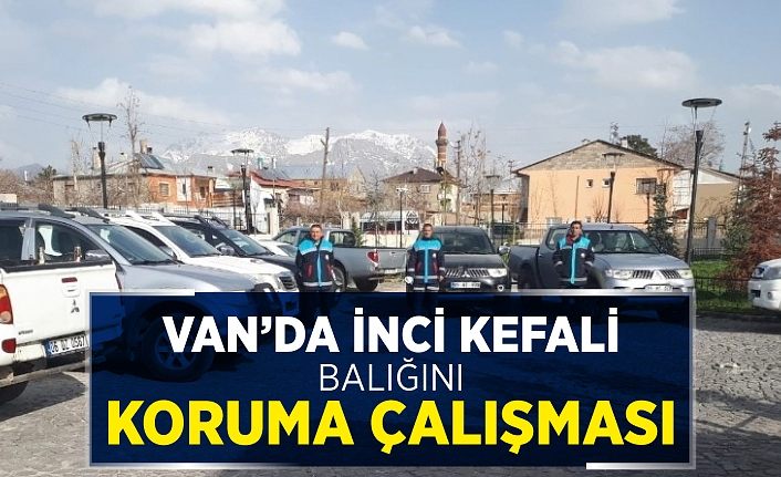 Van’da inci kefali balığını koruma çalışması