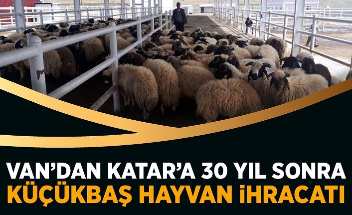 Van’dan Katar’a 30 yıl sonra küçükbaş hayvan ihracatı