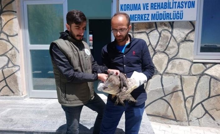 Yaralı Arı Şahin tedavi altına alındı