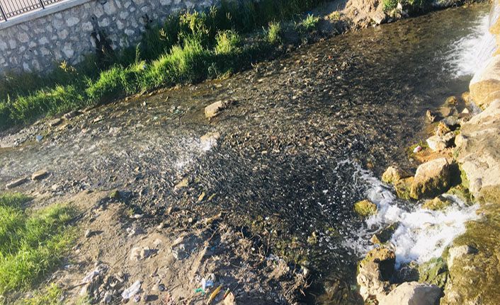 İnci Kefali, göç yolunda ölümle burun buruna