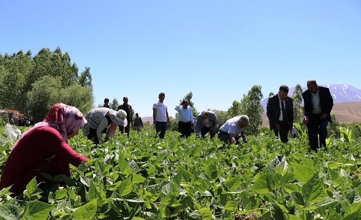 Gevaş fasulyesinin ilk hasadı yapıldı