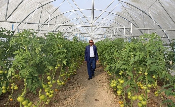 Gürpınar’da hasat zamanı