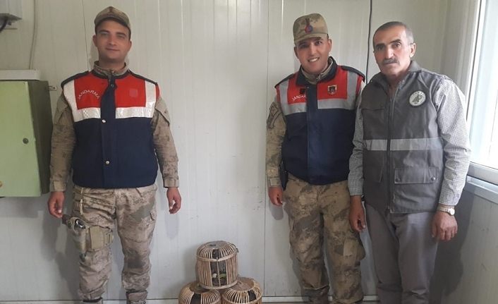 Kaçak avlanmış 3 kınalı keklik ele geçirildi