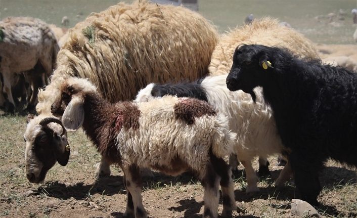 Oğlak ve kuzuların anneleriyle buluşma anı