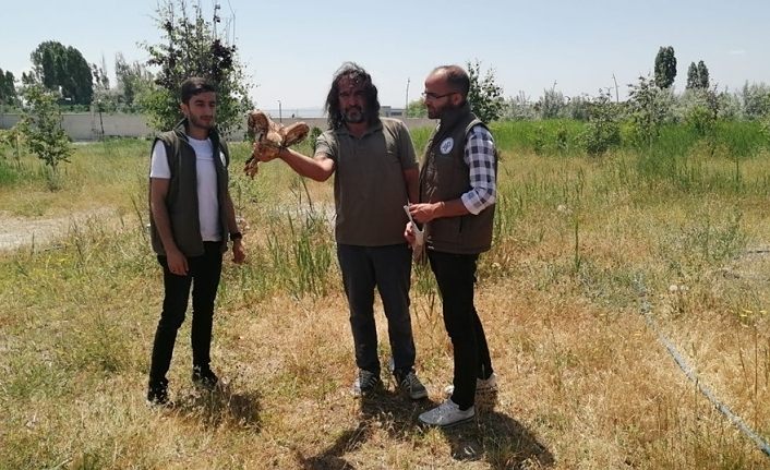 Tedavileri tamamlanan 2 kızıl Şahin doğaya bırakıldı