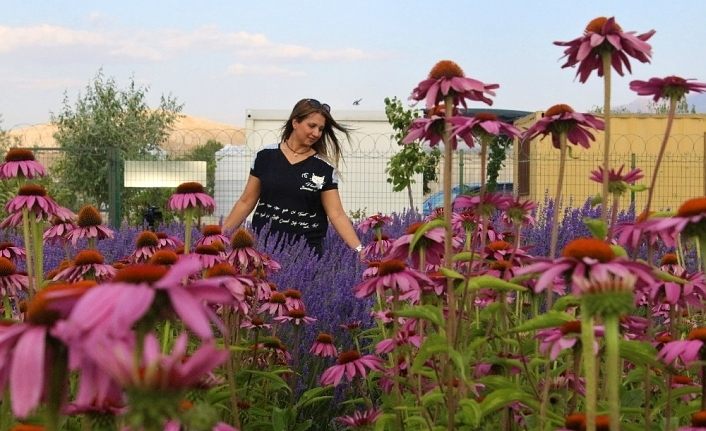 Van Gölü kıyısında lavanta ve ekinezya hasadı