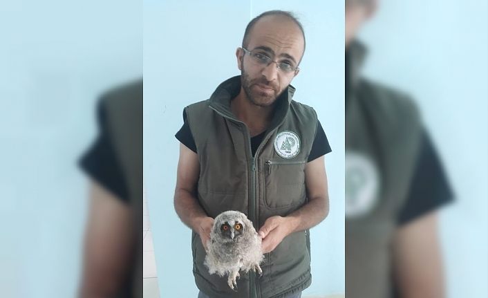 Yaralı kuşlar tedavi altına alındı
