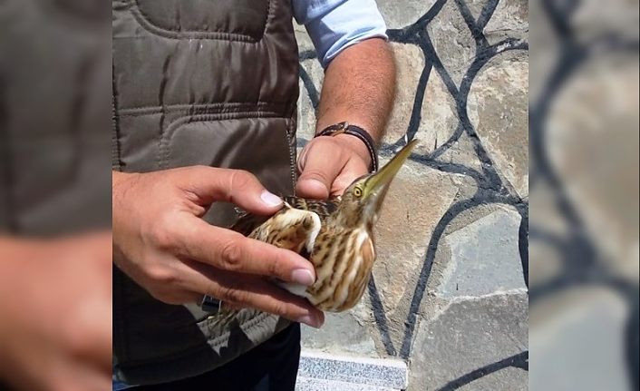 Küçük Balaban tedavi altına alındı
